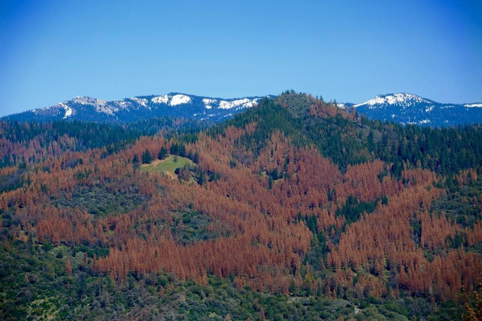 How Much Drought Can a Forest Take?