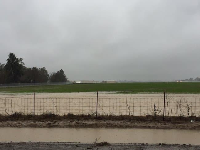 Flooding and Waterlogging Damage in Alfalfa – What to Do?