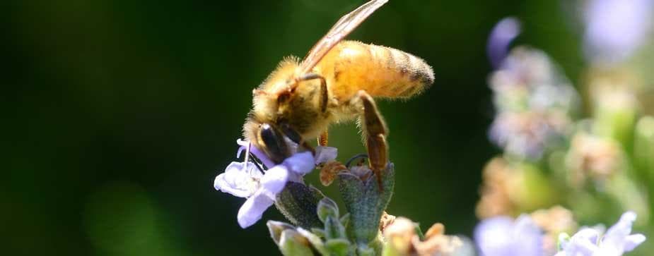 What a Feast It Will Be, Benefiting Honey and Pollination Center