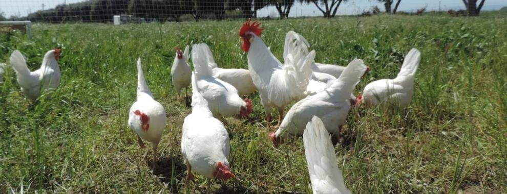 Are Your Birds Safe From Avian Influenza?