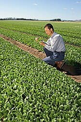 Making Spinach with Low Oxalate Levels