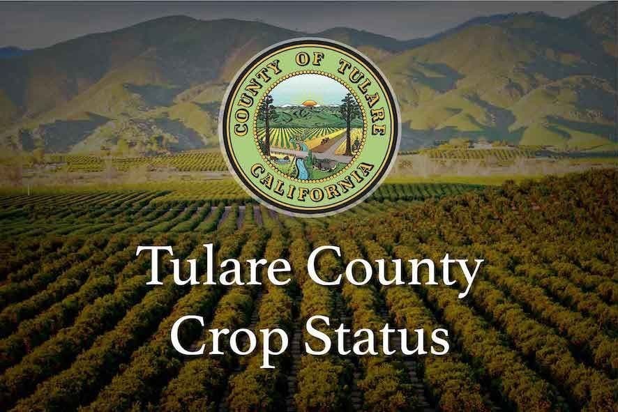 Tulare County Reports on Current Crop Status