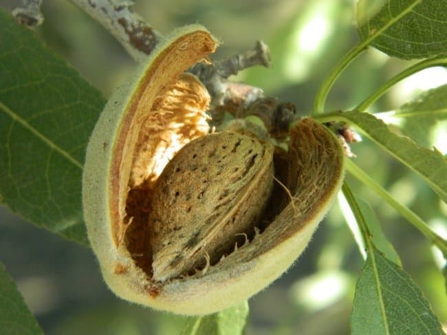 Enjoy Your Tree Nuts: UC Scientists Help with Regulatory Compliance
