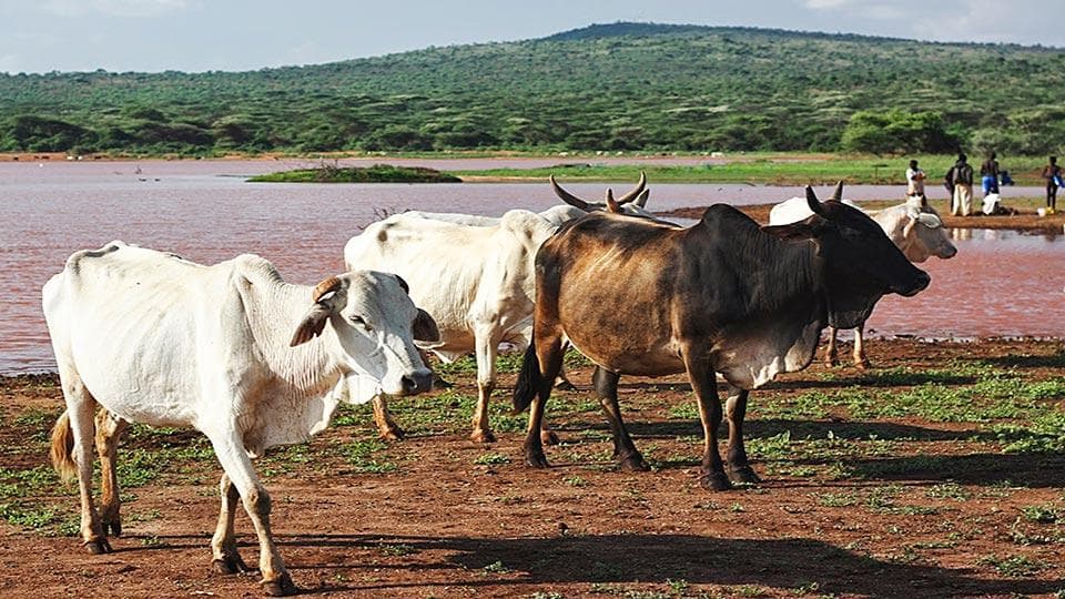 UC Davis Launches $1.4 Million Project to Help Kenya’s Rural Poor