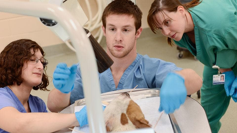UC Davis Tops World Rankings in Veterinary Science – Ranks No. 2 in Agriculture and Forestry