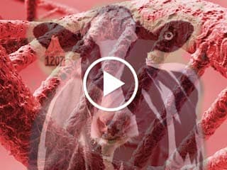 Dairy Producer Considerations for Genomic Testing
