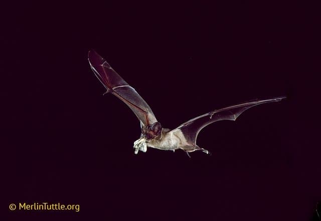 Bats, Allies to Farmers, Return Home to Roost in Spring