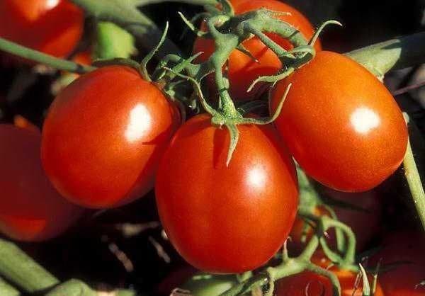 UC Updates Costs and Returns of Growing Processing Tomatoes