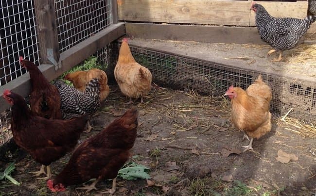 Backyard Poultry Enthusiasts Invited to Participate In UC Research Survey