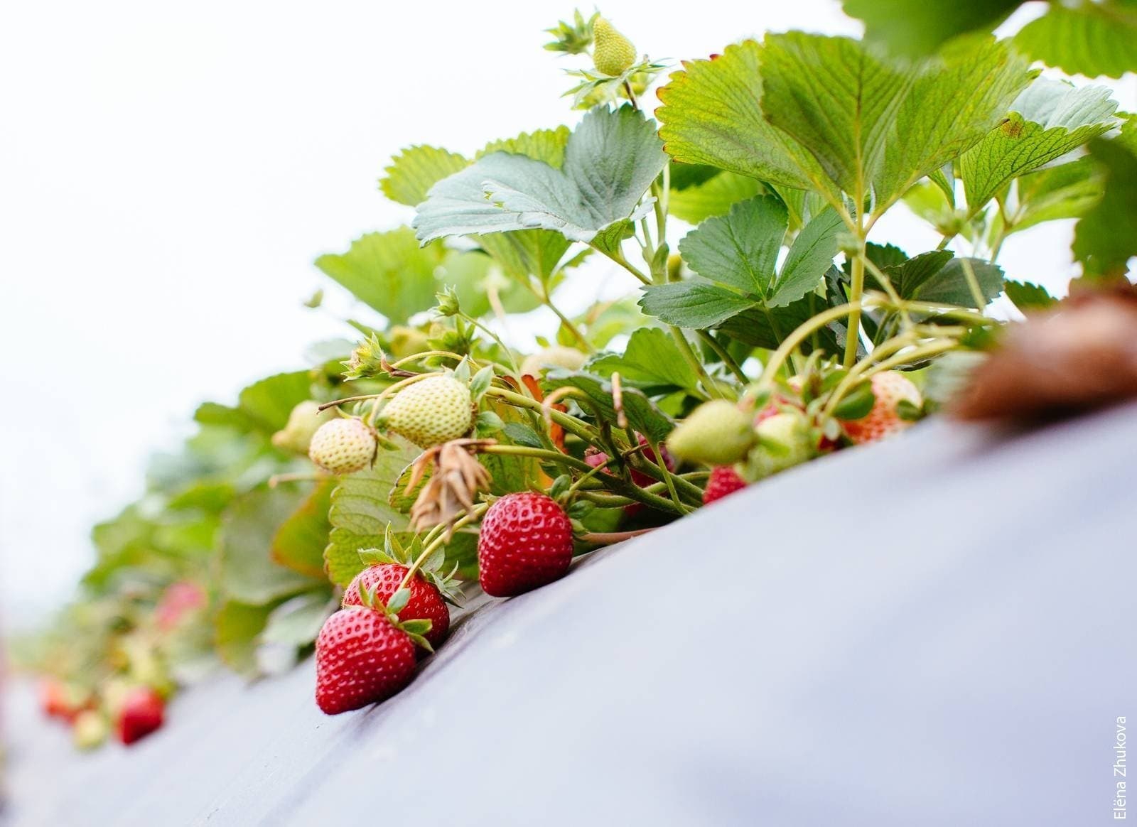 New Cost Estimates for Strawberry Production Released by UC Agricultural Issues Center