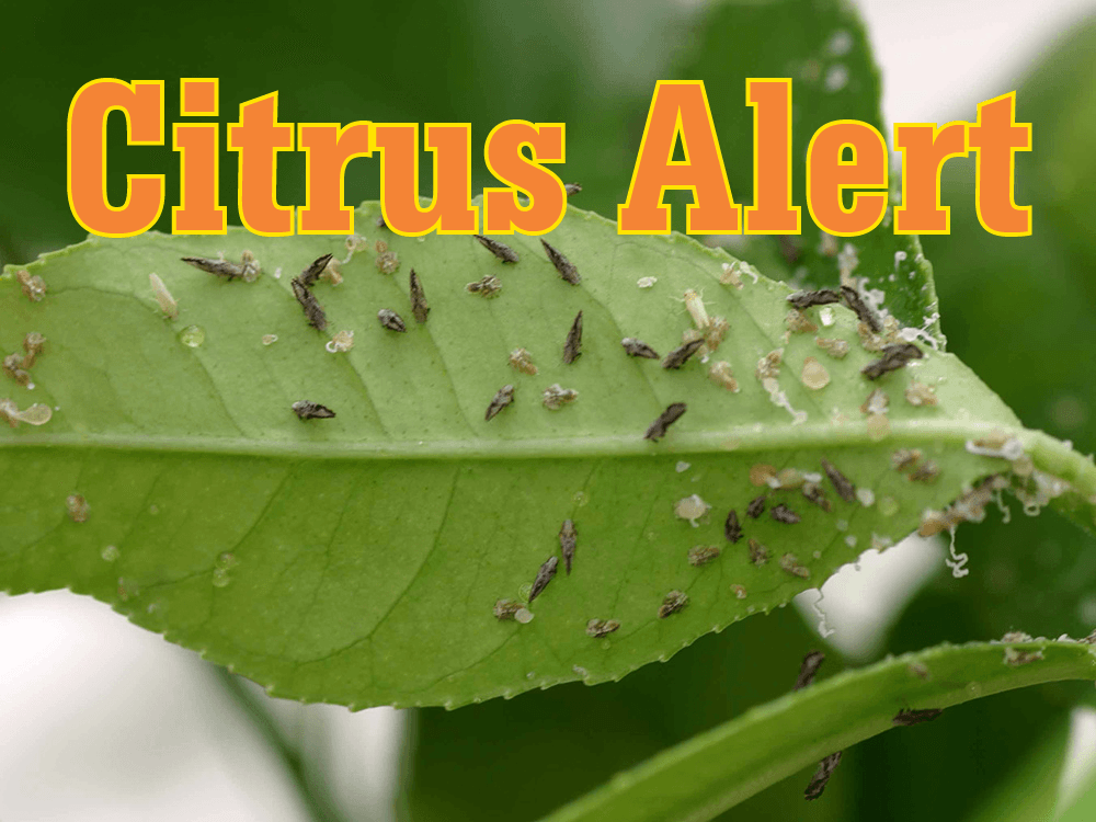 Agricultural Officials Taking Steps to Battle Citrus Disease Recently Detected in Riverside