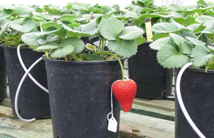 Jury Sides With UC Davis in Strawberry Breeding Trial