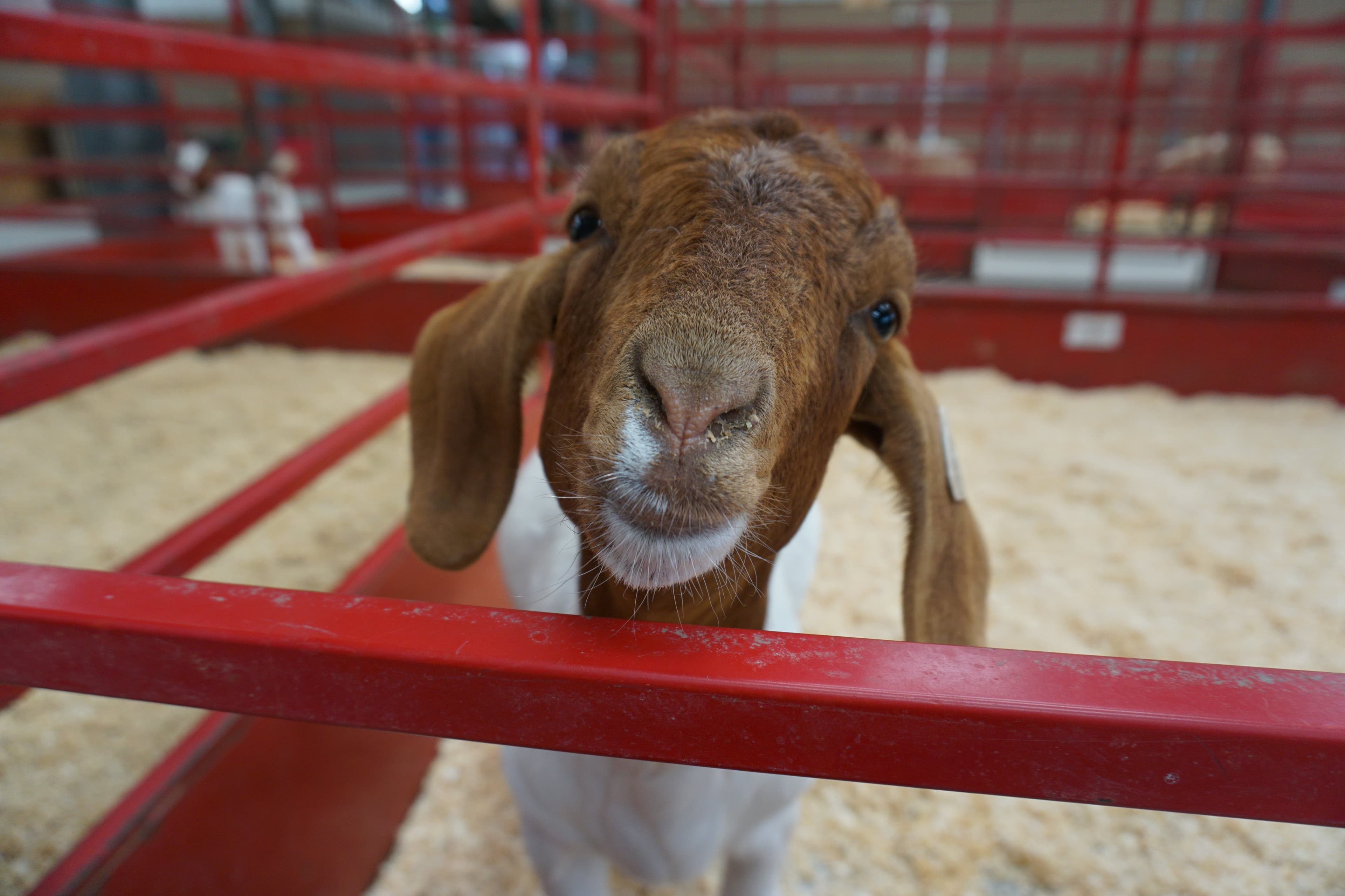 Raising sheep and goats for fun and profit