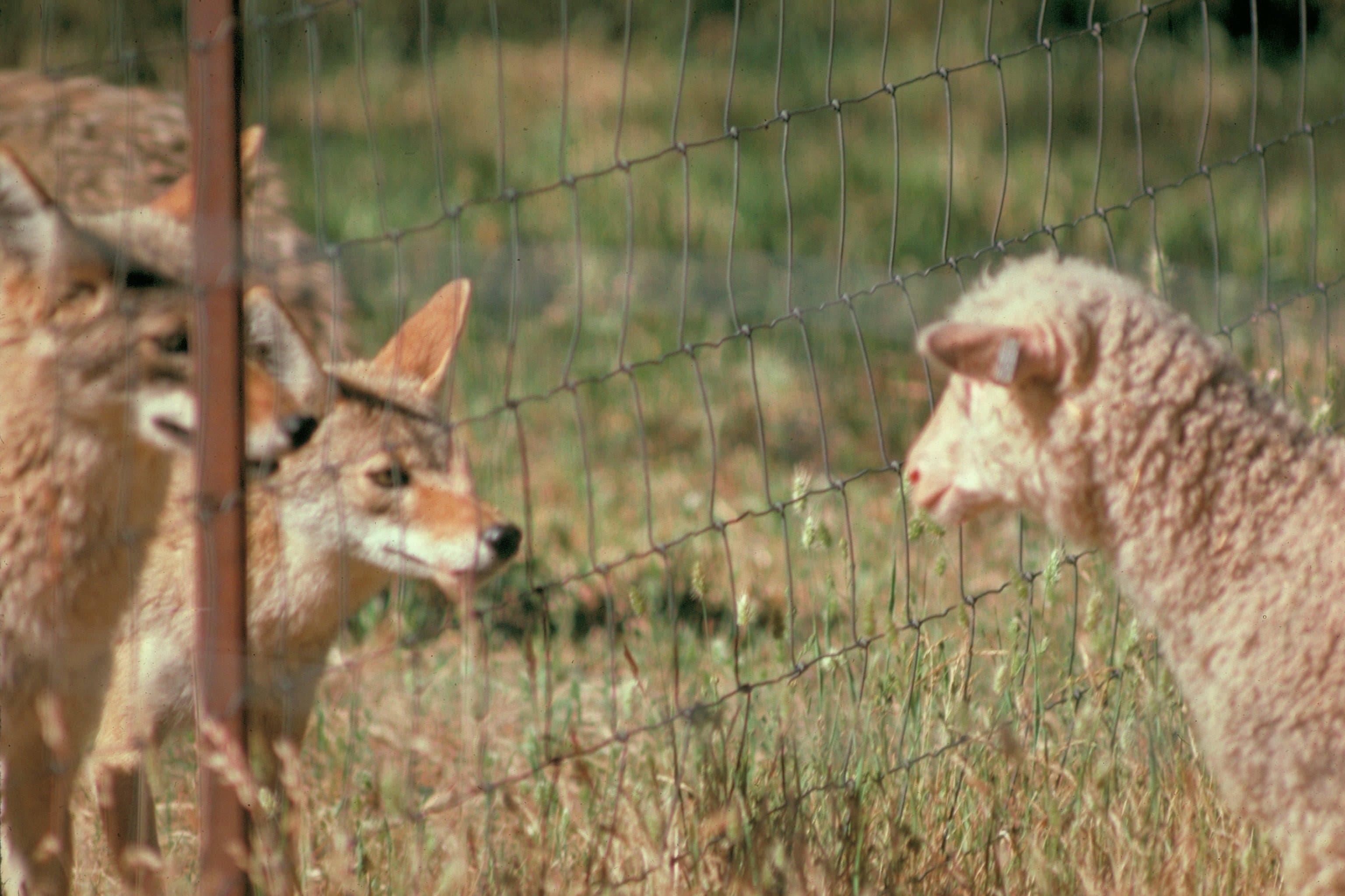 A Quiet Carnivore Recover