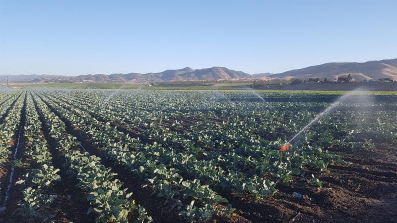 California Farms are Thirsty and in Danger
