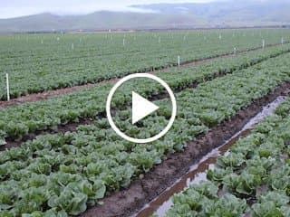 Downy Mildew Devastates Vegetable Crops in Southern California
