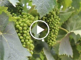 Late Spring Vineyard Management Decisions with Greg Pennyroyal