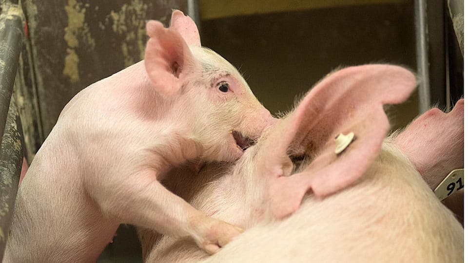 Weighing Pig Personality