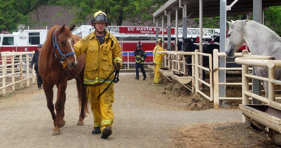 Firefighters Put Animal Rescue Training to Use