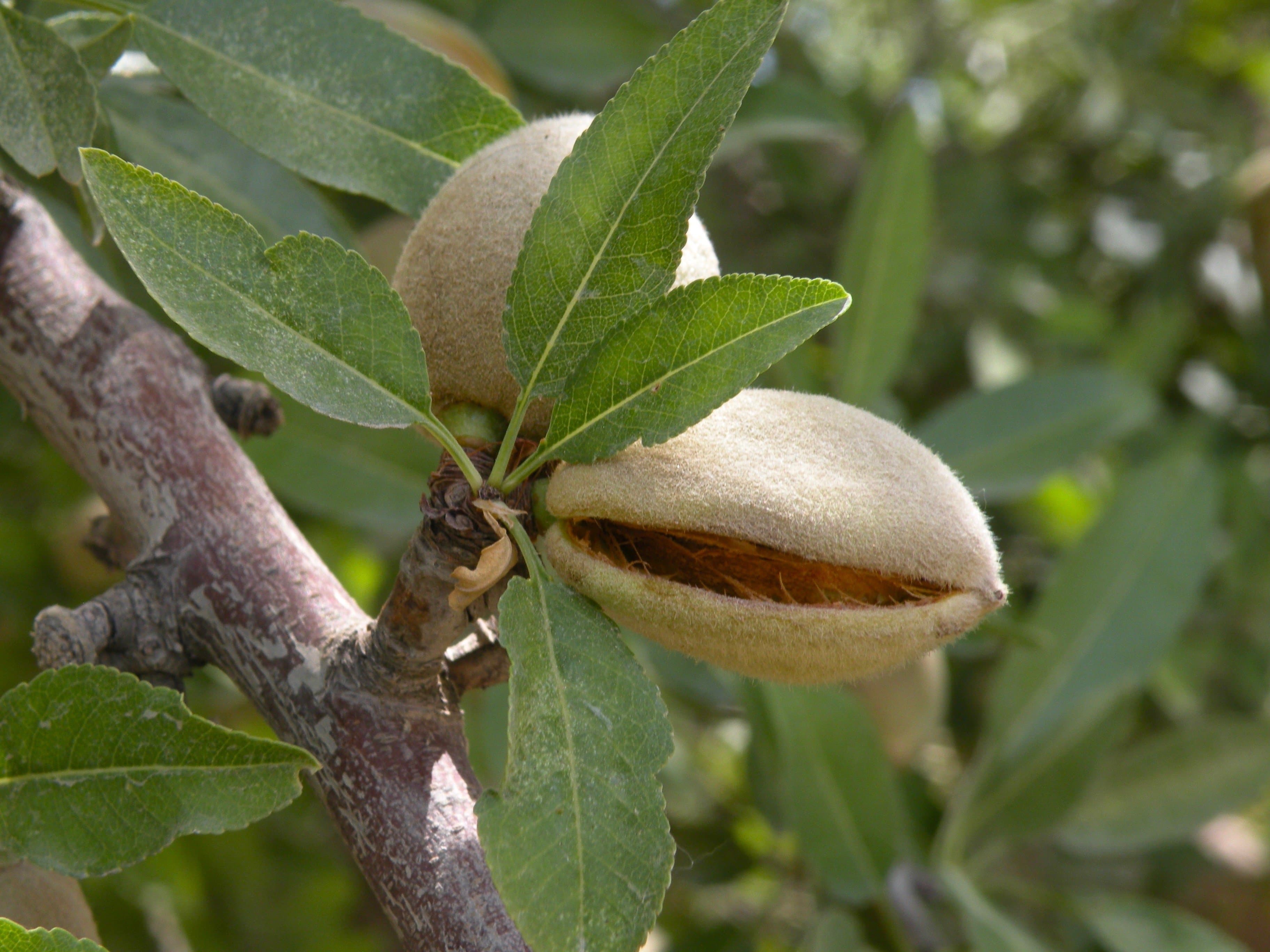 California Almond Crop Projected to Increase 5.1 Percent