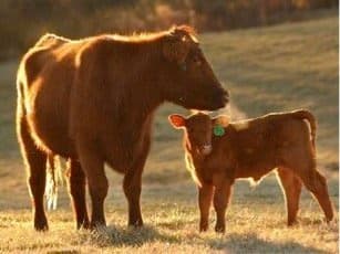 UC Helps Cattle Ranchers Estimate Costs and Returns of Beef Production