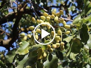 Tariff Success & Crop Update with American Pistachio Growers