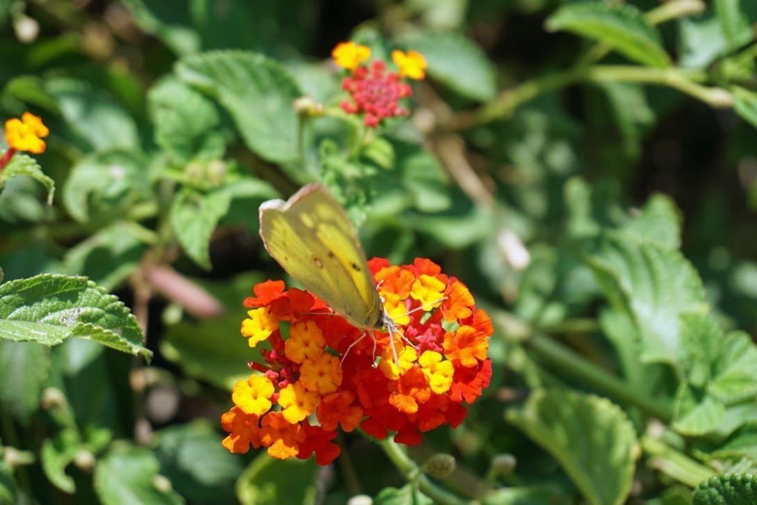 UC Masters Gardeners’ 5 Tips to Boost Beneficial