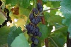Supreme Raisins a Hit at the UC Kearney Grape Day 2017