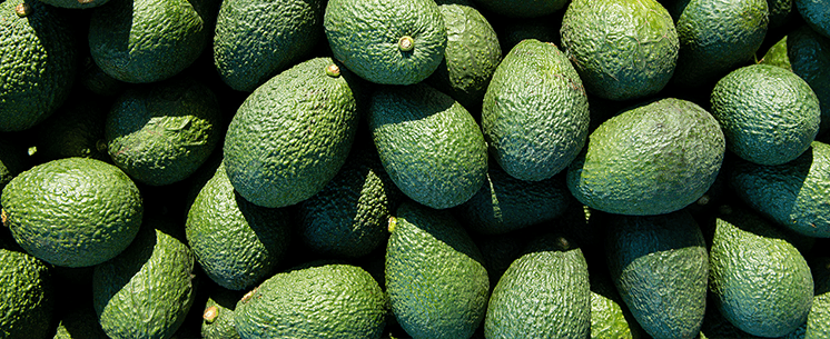 New Research Examines Avocados’ Potential Impact on Cognitive Health in Older Adults