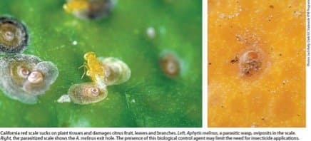 CA Red Scale ID & Parasite Life Stages Workshop in Lindcove, Sept. 28