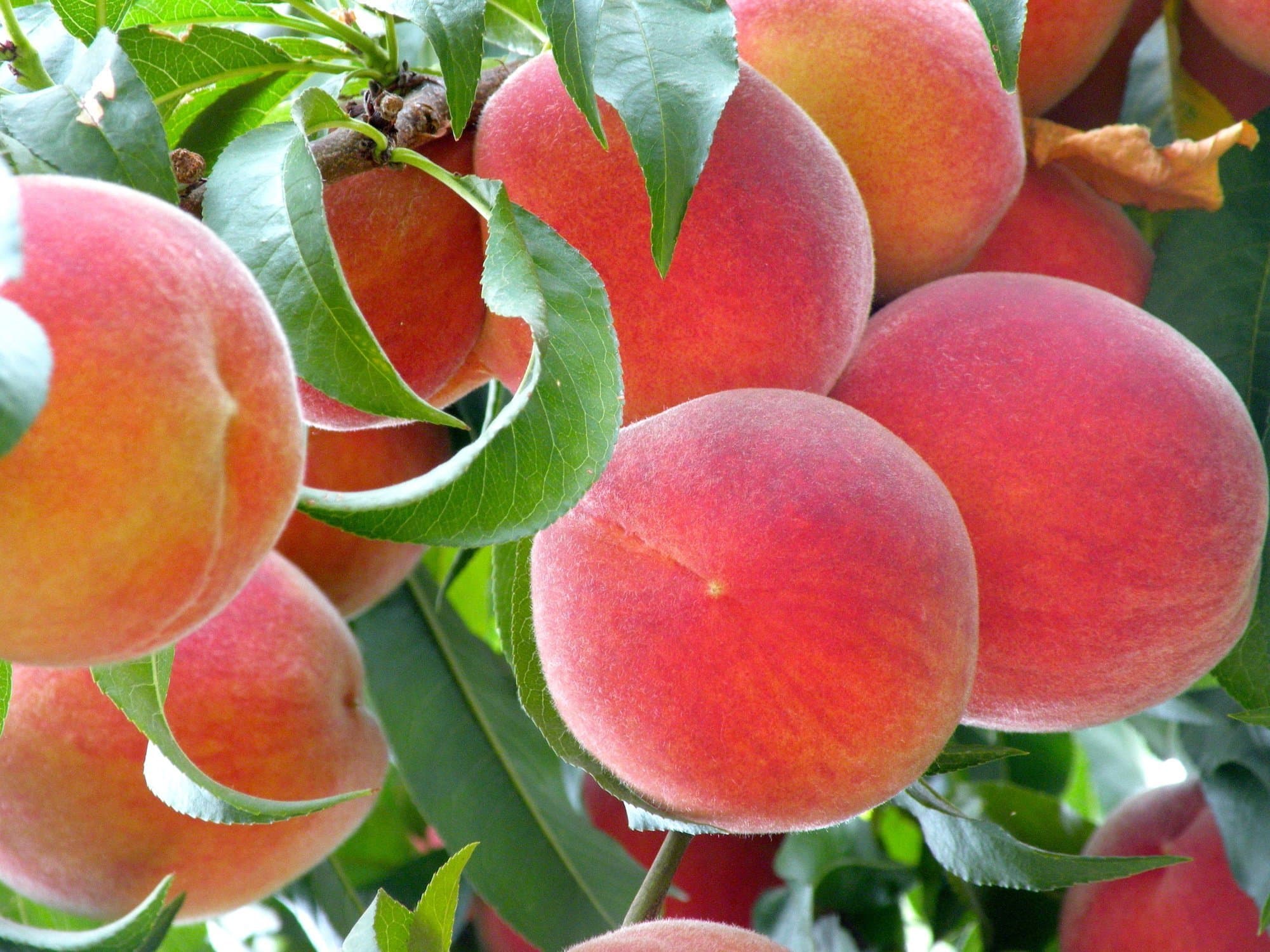 Late Summer Pruning to Avoid Shading Fruitwood in Stone Fruit