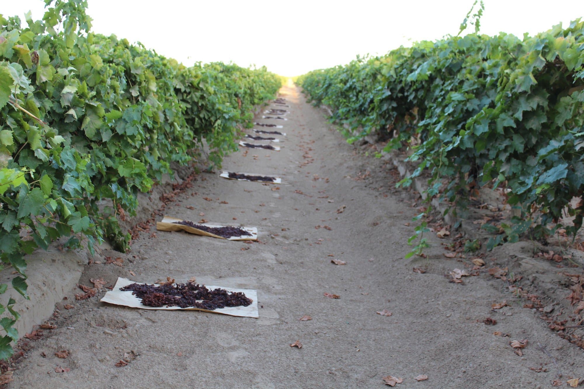 Short CA Raisin Crop Gets Even Shorter with Rainstorm
