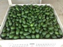 Avocado Pest Meeting in Fallbrook, Sept. 28
