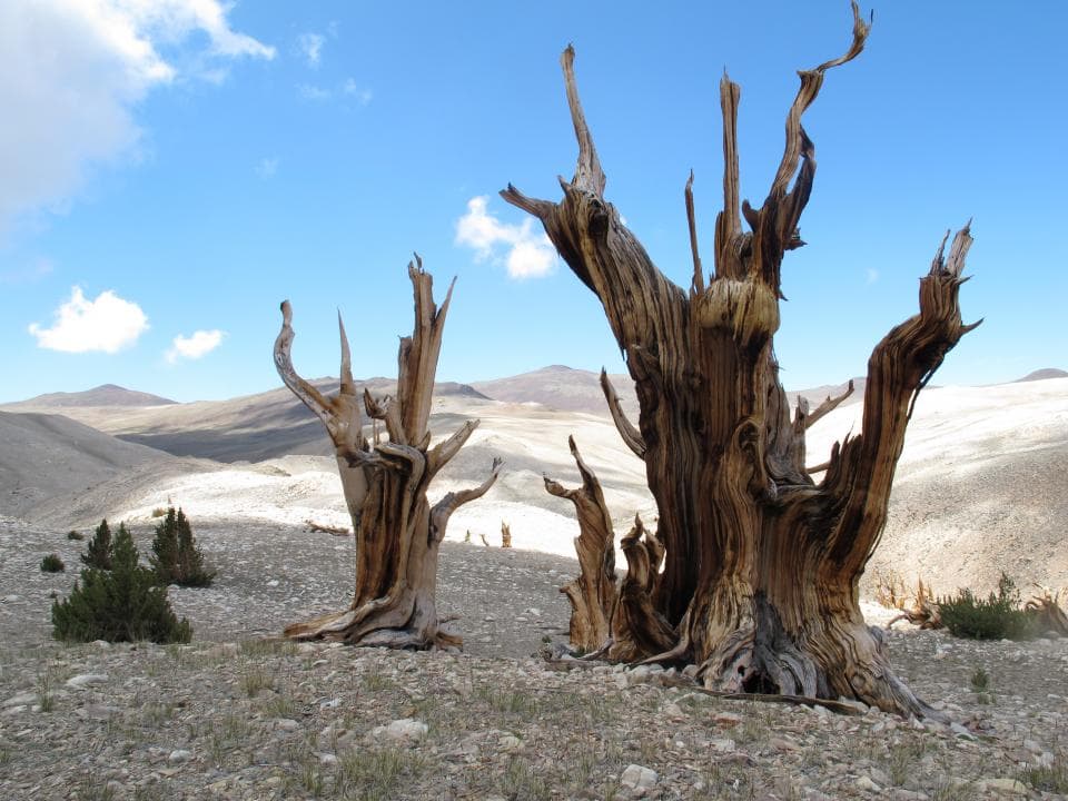 Earth’s Oldest Trees in Climate-Induced Race up the Tree Line
