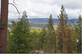 Replanting the Sierra Nevada After an Ecological Catastrophe