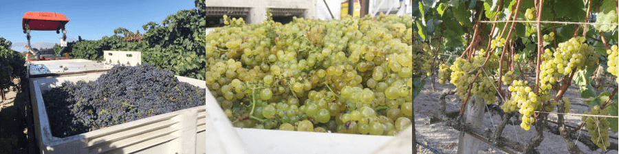 Cooler Weather and Thunder Storms Are the Latest Additions to Sonoma County’s 2017 Wine Harvest Saga