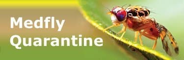 Medfly Infestation Triggers Quarantine In Portion Of Solano County