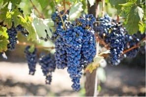 Pete Christensen Wine Grape Short Course