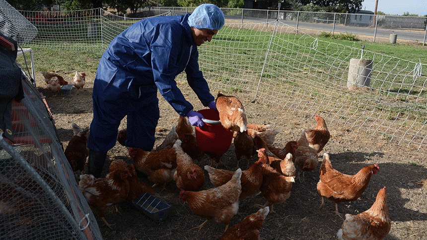 Fly Larvae Are Good for Chickens, but How do They Affect Your Organic Eggs?