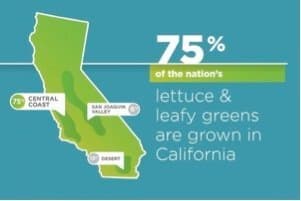 A look at year-round lettuce production – from California’s Leafy Greens Marketing Agreement