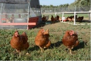 Military Veterans and Beginning Farmers Invited to Poultry Workshops