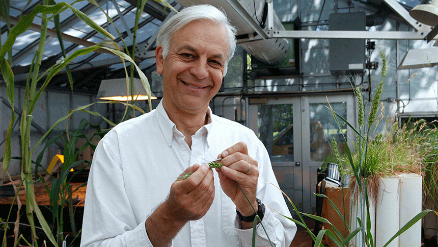 Gene Discovery May Halt Worldwide Wheat Epidemic