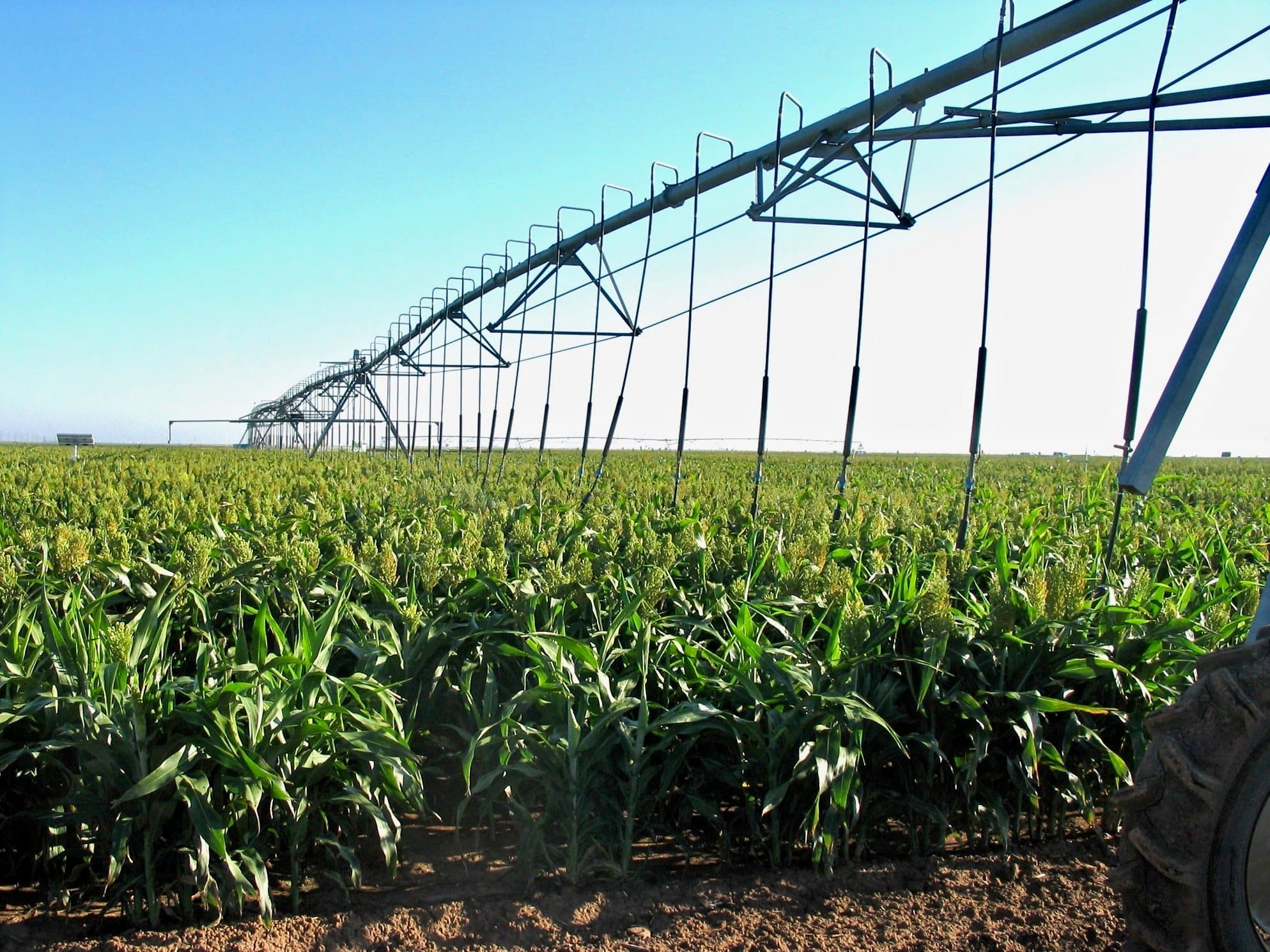 Difference in Irrigating Sorghum vs Corn Feed Crops