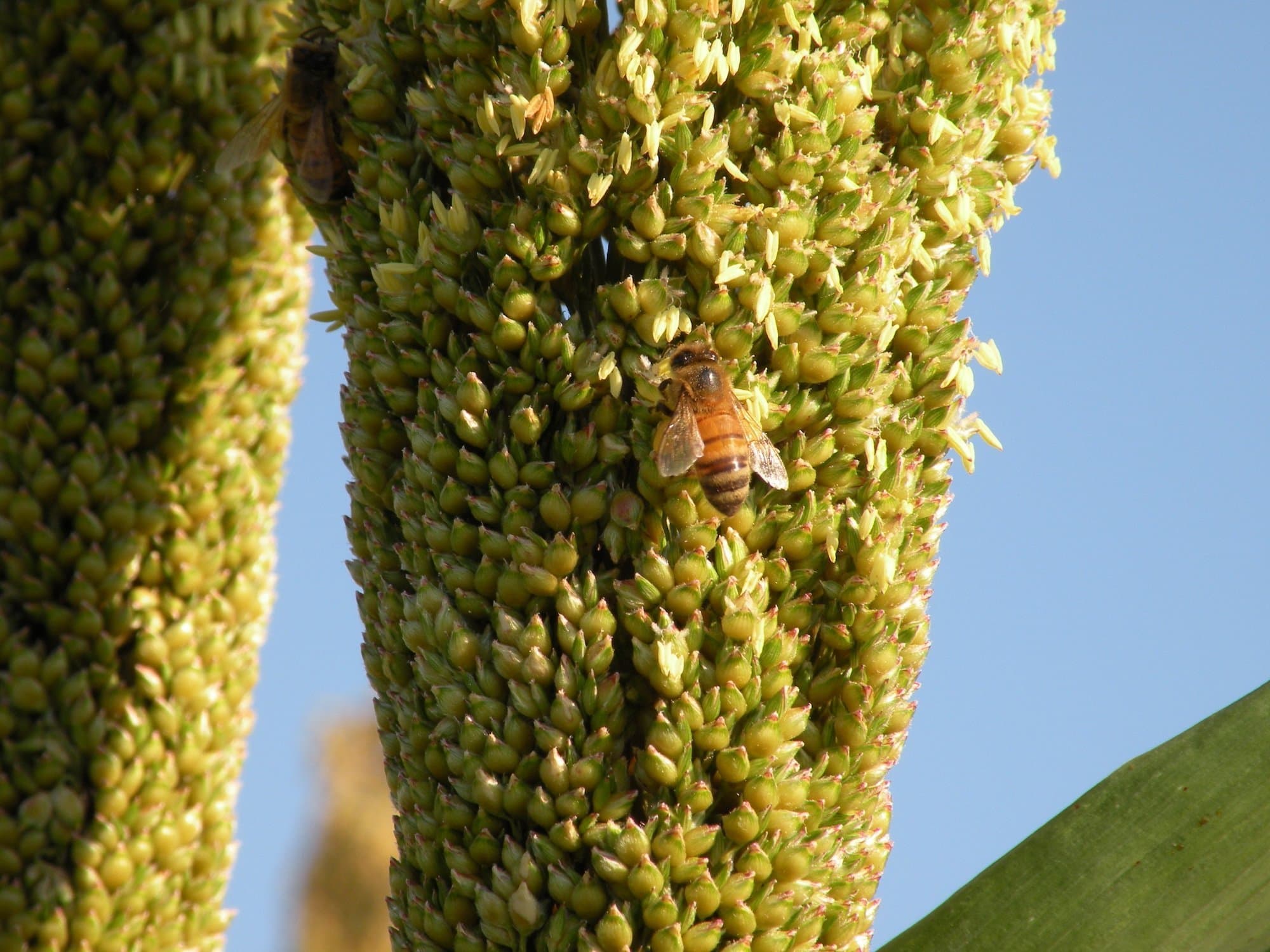 Sorghum Forage Helps Meet Required Nitrogen Management Plan in CA