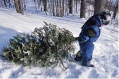 The Smart Harvest of Christmas Trees Leads to a Healthier Forest