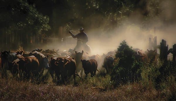 Cattle-drive image earns top prize in Farm Bureau photo contest