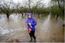 Flooding Alfalfa Fields Has High Potential For Groundwater Recharge