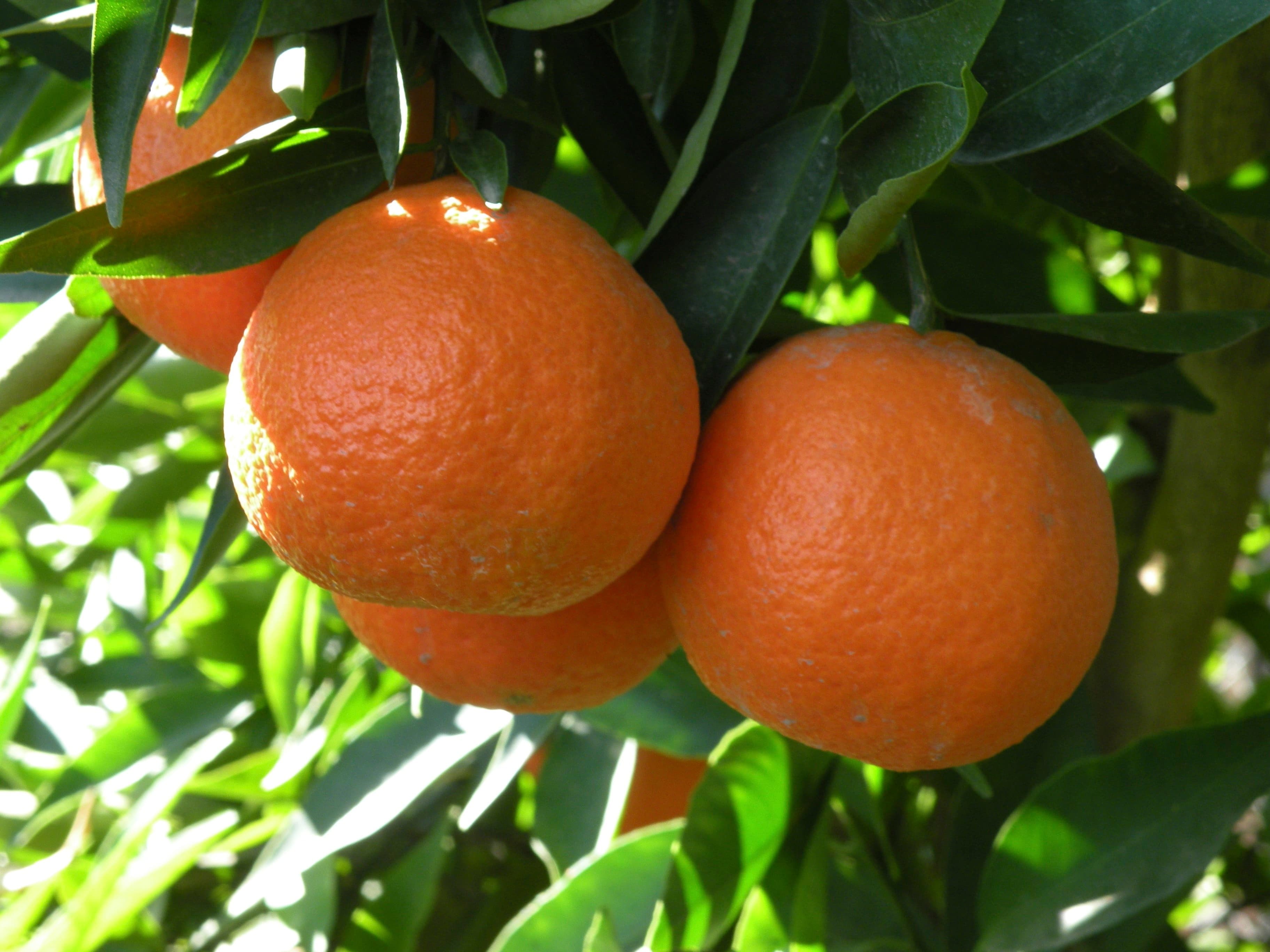 CA Citrus Mutual Works Aggressively to Protect Growers in the Industry