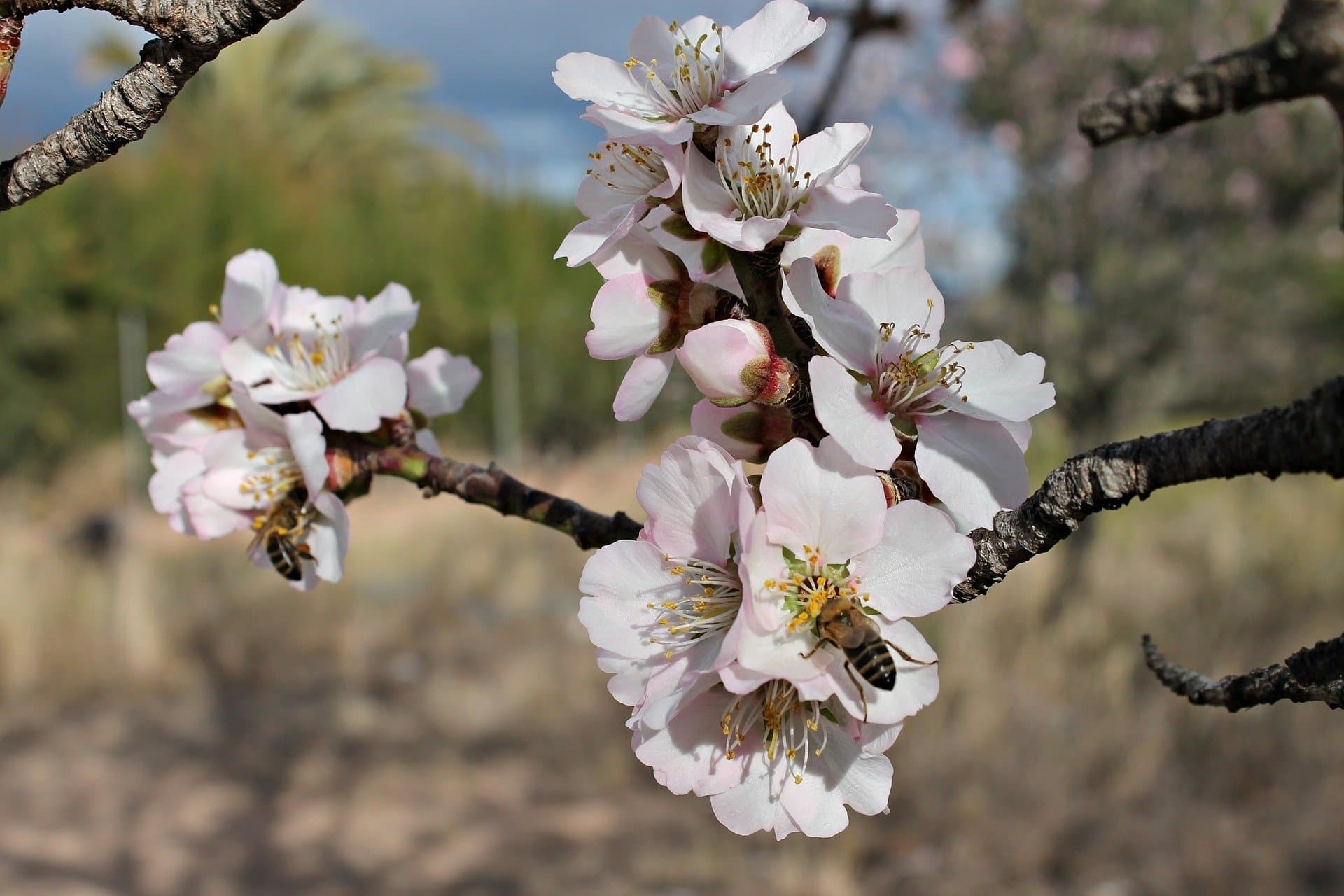 Never Ending Drought – News from UCANR