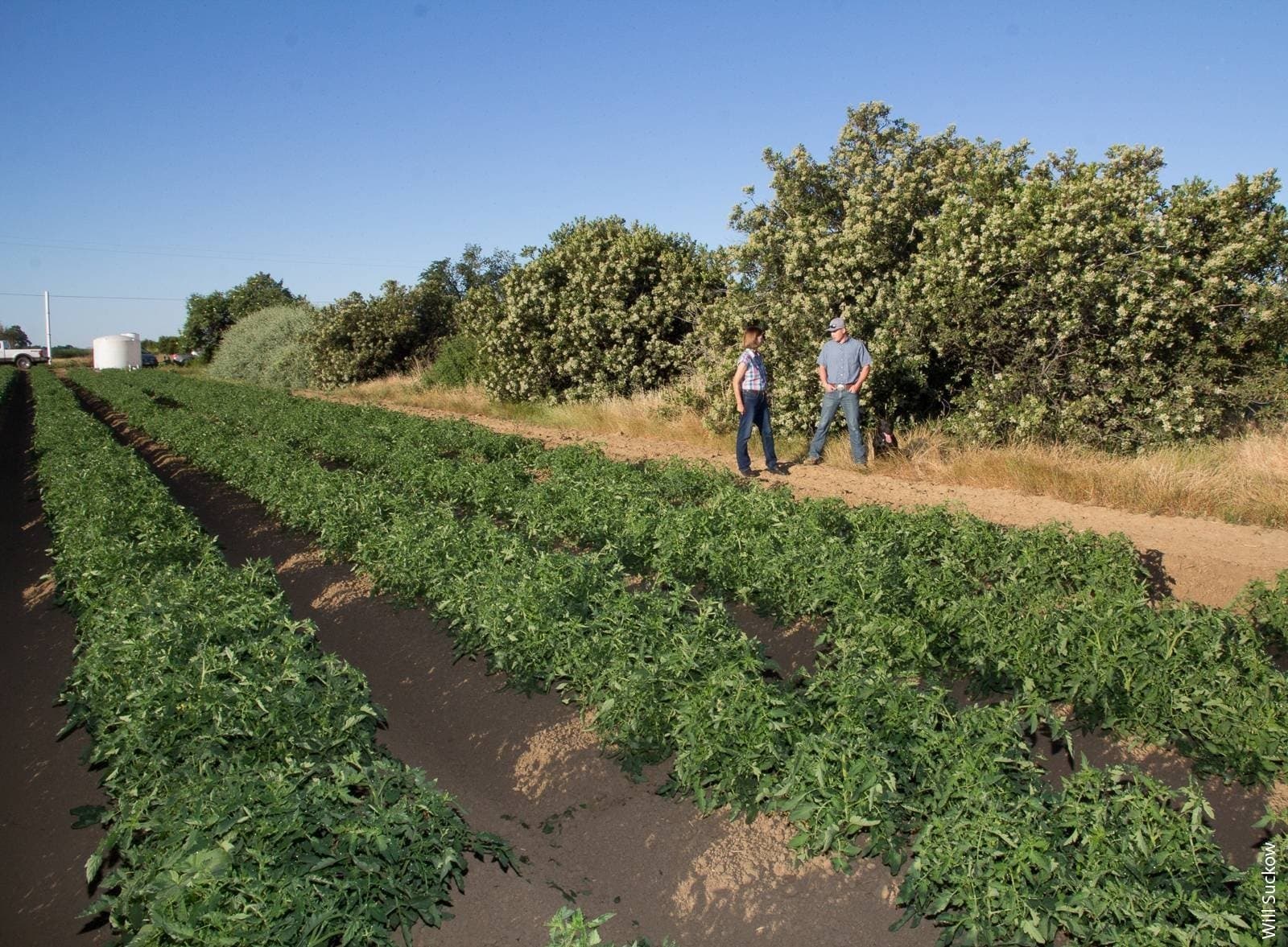 Good News For Hedgerows: No Effects On Food Safety In The Field